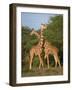 Reticulated Giraffe, Samburu, Kenya, East Africa, Africa-Robert Harding-Framed Photographic Print