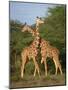 Reticulated Giraffe, Samburu, Kenya, East Africa, Africa-Robert Harding-Mounted Photographic Print