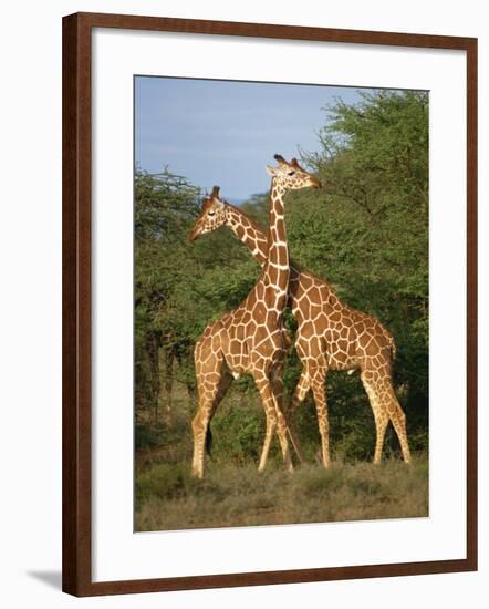 Reticulated Giraffe, Samburu, Kenya, East Africa, Africa-Robert Harding-Framed Photographic Print