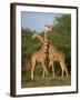 Reticulated Giraffe, Samburu, Kenya, East Africa, Africa-Robert Harding-Framed Photographic Print