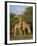 Reticulated Giraffe, Samburu, Kenya, East Africa, Africa-Robert Harding-Framed Photographic Print