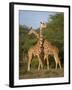 Reticulated Giraffe, Samburu, Kenya, East Africa, Africa-Robert Harding-Framed Photographic Print