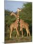 Reticulated Giraffe, Samburu, Kenya, East Africa, Africa-Robert Harding-Mounted Photographic Print