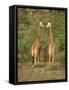 Reticulated Giraffe, Samburu National Reserve, Kenya, East Africa, Africa-Robert Harding-Framed Stretched Canvas