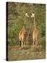 Reticulated Giraffe, Samburu National Reserve, Kenya, East Africa, Africa-Robert Harding-Stretched Canvas