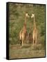 Reticulated Giraffe, Samburu National Reserve, Kenya, East Africa, Africa-Robert Harding-Framed Stretched Canvas