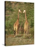 Reticulated Giraffe, Samburu National Reserve, Kenya, East Africa, Africa-Robert Harding-Stretched Canvas