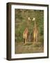 Reticulated Giraffe, Samburu National Reserve, Kenya, East Africa, Africa-Robert Harding-Framed Photographic Print