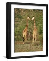 Reticulated Giraffe, Samburu National Reserve, Kenya, East Africa, Africa-Robert Harding-Framed Photographic Print