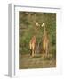 Reticulated Giraffe, Samburu National Reserve, Kenya, East Africa, Africa-Robert Harding-Framed Photographic Print