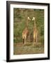 Reticulated Giraffe, Samburu National Reserve, Kenya, East Africa, Africa-Robert Harding-Framed Photographic Print