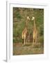 Reticulated Giraffe, Samburu National Reserve, Kenya, East Africa, Africa-Robert Harding-Framed Photographic Print