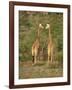 Reticulated Giraffe, Samburu National Reserve, Kenya, East Africa, Africa-Robert Harding-Framed Photographic Print