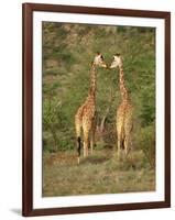 Reticulated Giraffe, Samburu National Reserve, Kenya, East Africa, Africa-Robert Harding-Framed Photographic Print