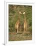 Reticulated Giraffe, Samburu National Reserve, Kenya, East Africa, Africa-Robert Harding-Framed Photographic Print