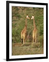 Reticulated Giraffe, Samburu National Reserve, Kenya, East Africa, Africa-Robert Harding-Framed Photographic Print