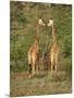 Reticulated Giraffe, Samburu National Reserve, Kenya, East Africa, Africa-Robert Harding-Mounted Photographic Print