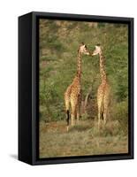 Reticulated Giraffe, Samburu National Reserve, Kenya, East Africa, Africa-Robert Harding-Framed Stretched Canvas