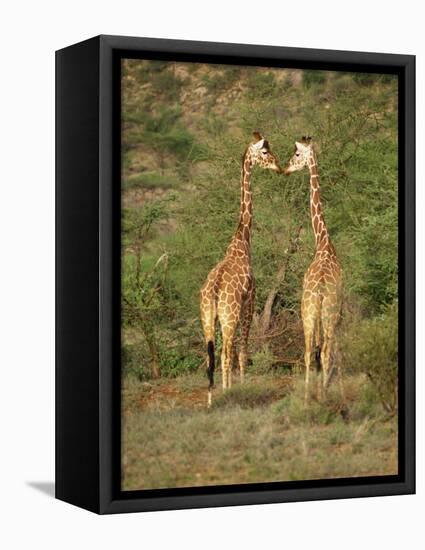 Reticulated Giraffe, Samburu National Reserve, Kenya, East Africa, Africa-Robert Harding-Framed Stretched Canvas