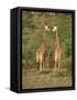 Reticulated Giraffe, Samburu National Reserve, Kenya, East Africa, Africa-Robert Harding-Framed Stretched Canvas