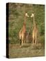 Reticulated Giraffe, Samburu National Reserve, Kenya, East Africa, Africa-Robert Harding-Stretched Canvas