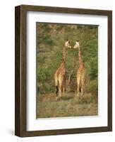 Reticulated Giraffe, Samburu National Reserve, Kenya, East Africa, Africa-Robert Harding-Framed Photographic Print