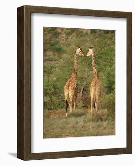 Reticulated Giraffe, Samburu National Reserve, Kenya, East Africa, Africa-Robert Harding-Framed Photographic Print