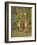 Reticulated Giraffe, Samburu National Reserve, Kenya, East Africa, Africa-Robert Harding-Framed Photographic Print