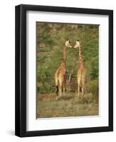 Reticulated Giraffe, Samburu National Reserve, Kenya, East Africa, Africa-Robert Harding-Framed Photographic Print