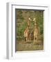 Reticulated Giraffe, Samburu National Reserve, Kenya, East Africa, Africa-Robert Harding-Framed Photographic Print