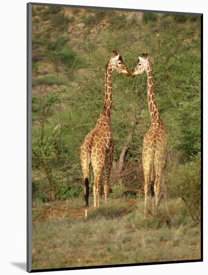 Reticulated Giraffe, Samburu National Reserve, Kenya, East Africa, Africa-Robert Harding-Mounted Photographic Print