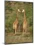 Reticulated Giraffe, Samburu National Reserve, Kenya, East Africa, Africa-Robert Harding-Mounted Photographic Print