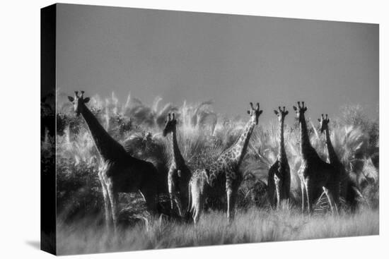 Reticulated Giraffe Standing in Forest-Stuart Westmorland-Stretched Canvas