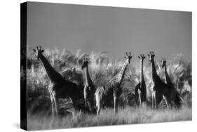 Reticulated Giraffe Standing in Forest-Stuart Westmorland-Stretched Canvas