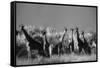 Reticulated Giraffe Standing in Forest-Stuart Westmorland-Framed Stretched Canvas