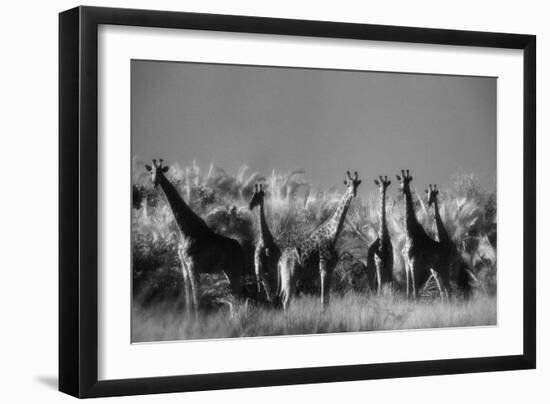Reticulated Giraffe Standing in Forest-Stuart Westmorland-Framed Photographic Print