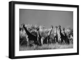 Reticulated Giraffe Standing in Forest-Stuart Westmorland-Framed Photographic Print