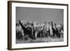 Reticulated Giraffe Standing in Forest-Stuart Westmorland-Framed Photographic Print