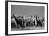 Reticulated Giraffe Standing in Forest-Stuart Westmorland-Framed Photographic Print