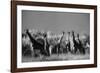 Reticulated Giraffe Standing in Forest-Stuart Westmorland-Framed Photographic Print