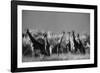 Reticulated Giraffe Standing in Forest-Stuart Westmorland-Framed Photographic Print