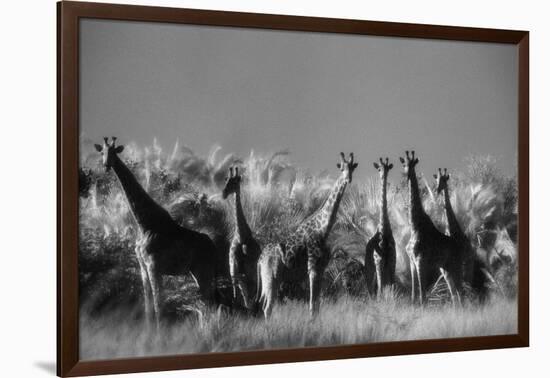 Reticulated Giraffe Standing in Forest-Stuart Westmorland-Framed Photographic Print