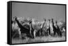 Reticulated Giraffe Standing in Forest-Stuart Westmorland-Framed Stretched Canvas