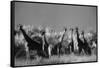 Reticulated Giraffe Standing in Forest-Stuart Westmorland-Framed Stretched Canvas