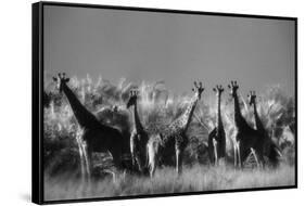 Reticulated Giraffe Standing in Forest-Stuart Westmorland-Framed Stretched Canvas