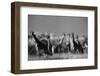 Reticulated Giraffe Standing in Forest-Stuart Westmorland-Framed Premium Photographic Print