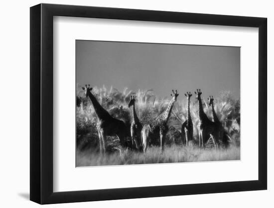 Reticulated Giraffe Standing in Forest-Stuart Westmorland-Framed Premium Photographic Print