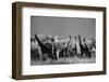 Reticulated Giraffe Standing in Forest-Stuart Westmorland-Framed Photographic Print