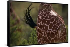 Reticulated Giraffe Swishing Tail-DLILLC-Framed Stretched Canvas