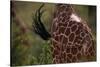 Reticulated Giraffe Swishing Tail-DLILLC-Stretched Canvas